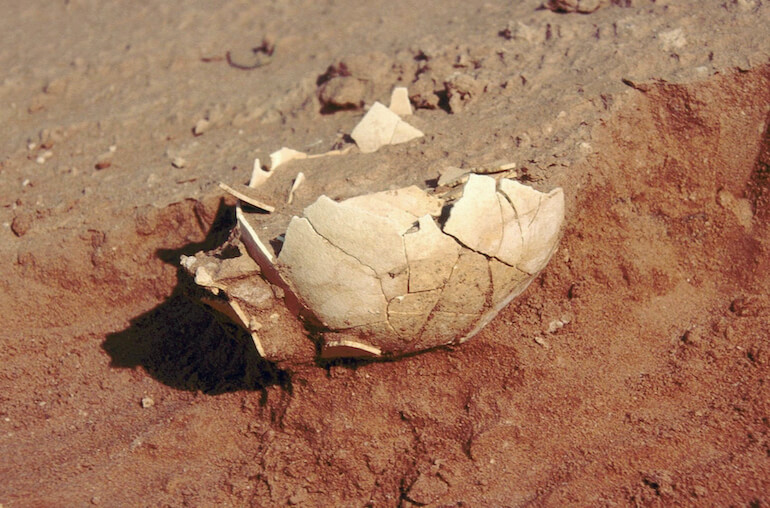 uccello preistorico uccello preistorico