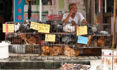 Festival di Yulin e quei wet market che dopo la pandemia dovevano scomparire