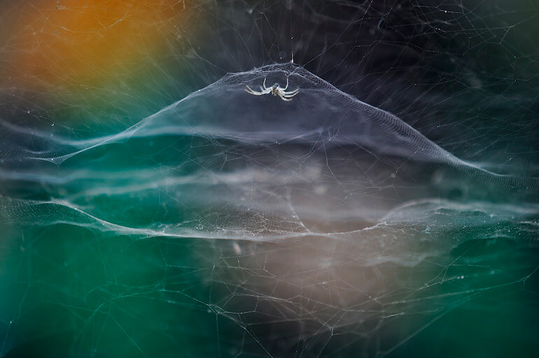 Wildlife Photographer of the Year Wildlife Photographer of the Year