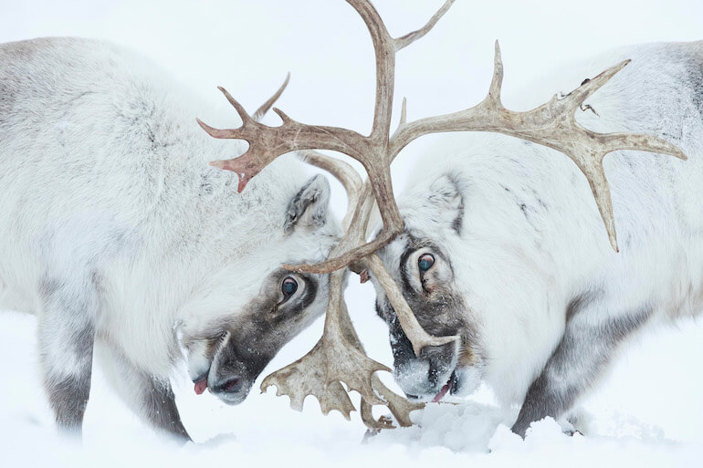 Wildlife Photographer of the Year Wildlife Photographer of the Year