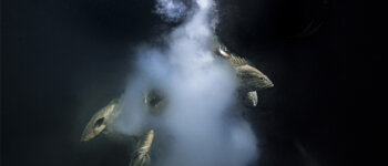 Le foto premiate del Wildlife Photographer of the Year in mostra a Milano