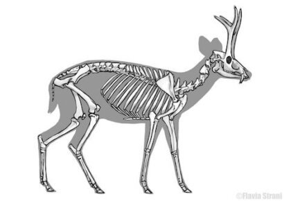 paleoarte