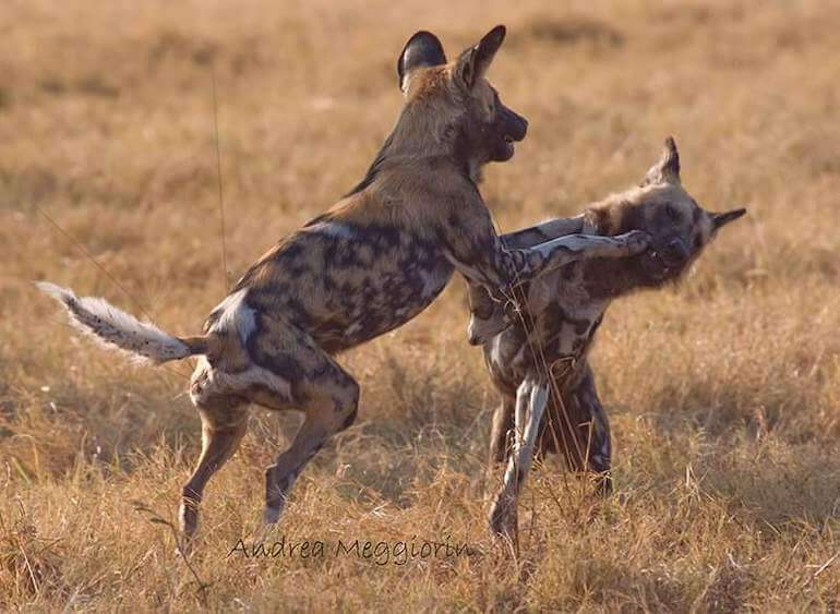 licaoni licaoni