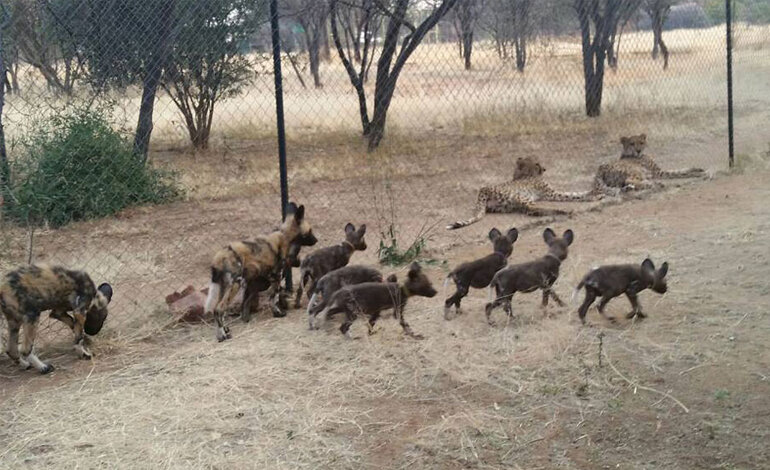 Licaoni orfani in Namibia: un caso di studio per la conservazione della specie