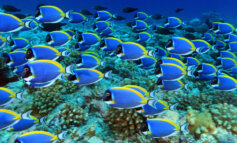 Oceano verticale: alle Maldive il Parco marino dal fondo del mare protegge anche il cielo e gli uccelli