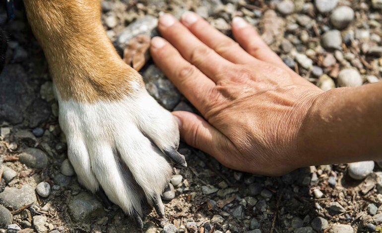 Al via la campagna estiva contro l’abbandono degli animali domestici