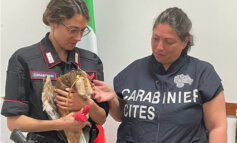 Presto liberi i due esemplari di aquila di Bonelli sequestrati in Sicilia dai Carabinieri forestali