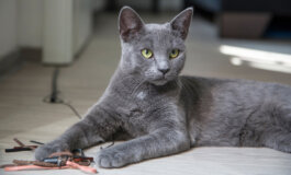 Blu di Russia, il gatto aristocratico dal mantello grigio-blu