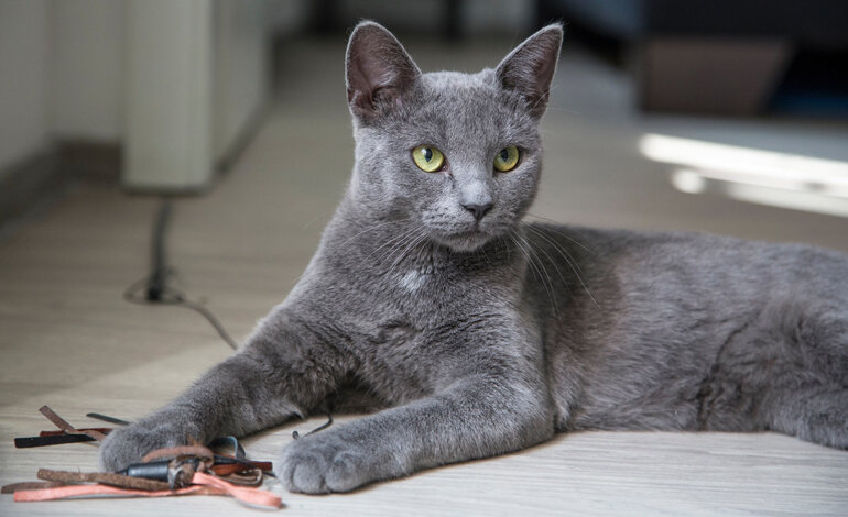 Blu di Russia, il gatto aristocratico dal mantello grigio-blu