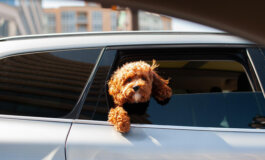 Si può rompere un finestrino per salvare un cane lasciato al caldo in macchina?