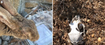 I conigli nani sull’isola Mal di Ventre stanno morendo e hanno bisogno di aiuto