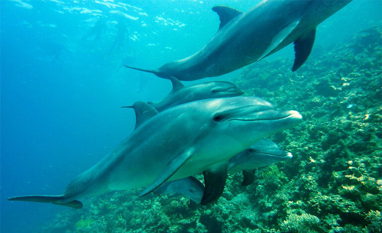 La memoria dei delfini evolve come i nostri ricordi