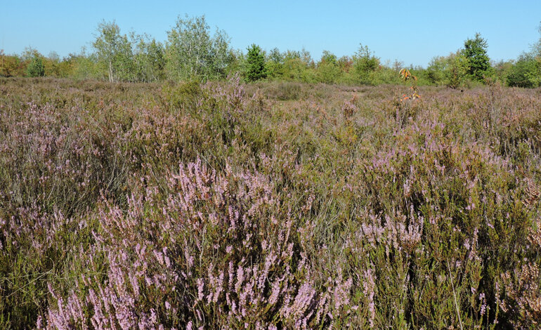 Drylands: un habitat da restaurare