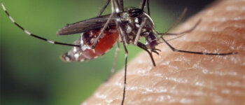 La febbre del Nilo portata dalle zanzare: come evitarla?
