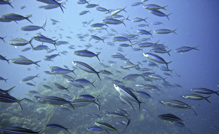 Salvaguardare l’oceano significa salvaguardare noi stessi