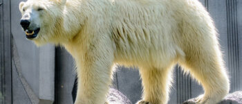 Caldo africano e orsi polari, una coesistenza impossibile
