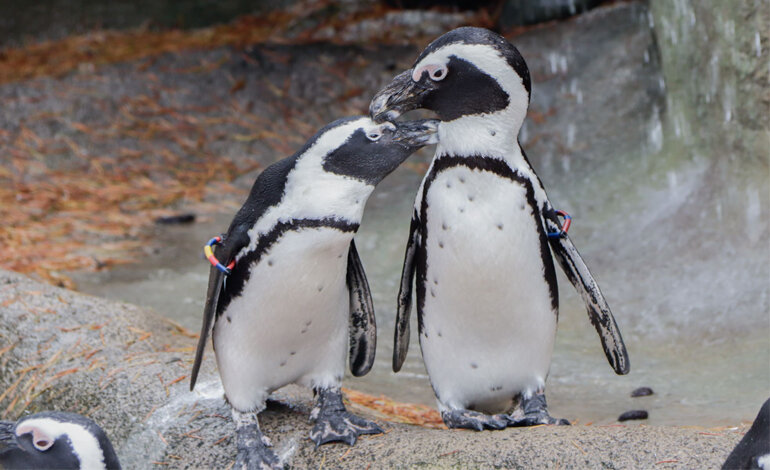 Anche i pinguini cambiano tono di voce