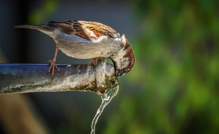Un vademecum per non sprecare l’acqua
