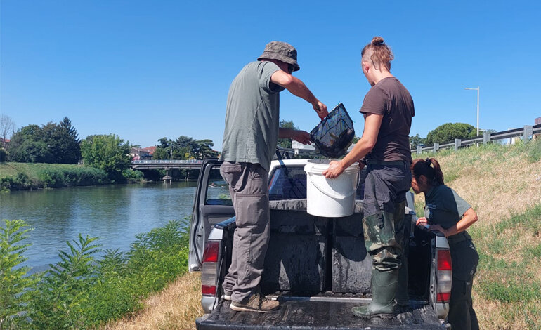 Salvati i pesci dalla carenza di ossigeno nel canale Alicorno
