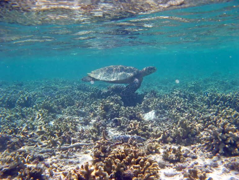 tartarughe marine 
