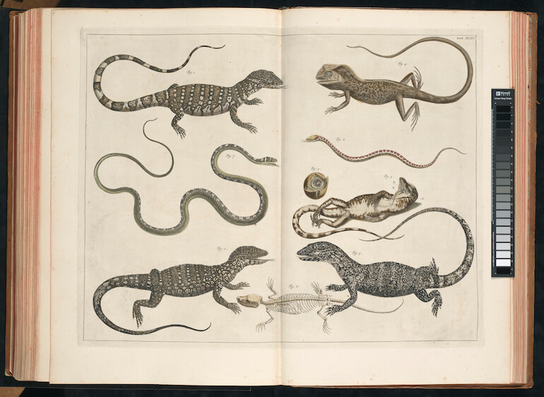 creature striscianti