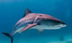 La verità sugli attacchi all'uomo da parte degli squali australiani