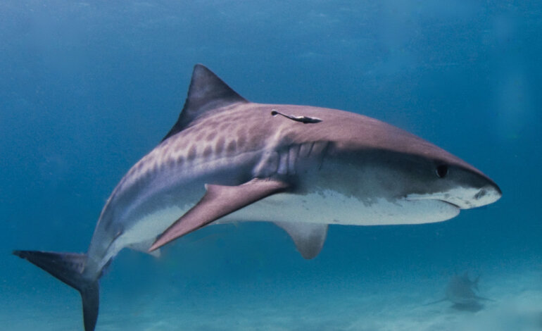 La verità sugli attacchi all’uomo da parte degli squali australiani