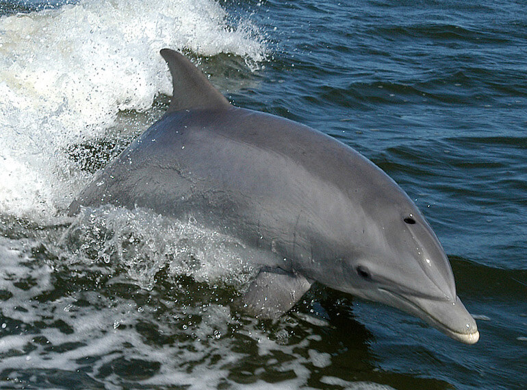 delfini uccisi