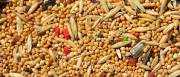 Prezzi dei prodotti alimentari mondiali: in netto calo in luglio oli vegetali e cereali