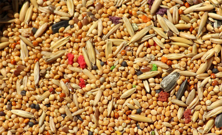 Prezzi dei prodotti alimentari mondiali: in netto calo in luglio oli vegetali e cereali