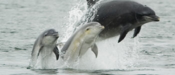 Due delfini uccisi in Sardegna per farne mosciame