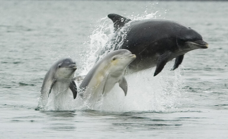 Due delfini uccisi in Sardegna per farne mosciame