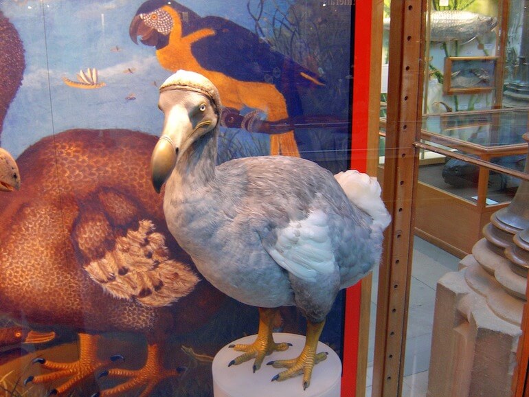 animali carismatici animali carismatici
