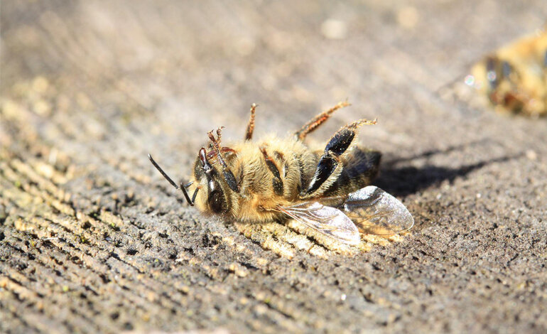 Gli effetti collaterali “subletali” dei pesticidi
