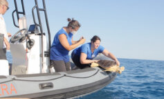 Un piccolo evento, una grande emozione: rilasciata la tartaruga Sidonia