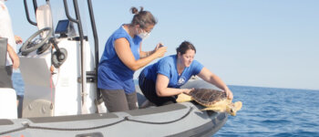 Un piccolo evento, una grande emozione: rilasciata la tartaruga Sidonia