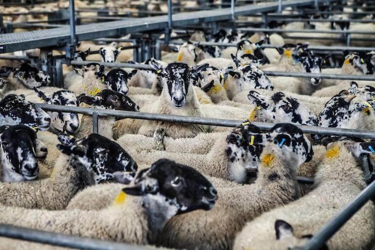 voto per gli animali