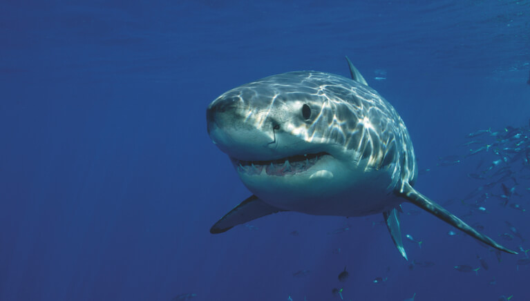 attacchi squali