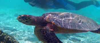 Insieme per salvare le tartarughe marine
