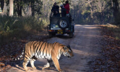 Tigre, l'importanza di un turismo sostenibile