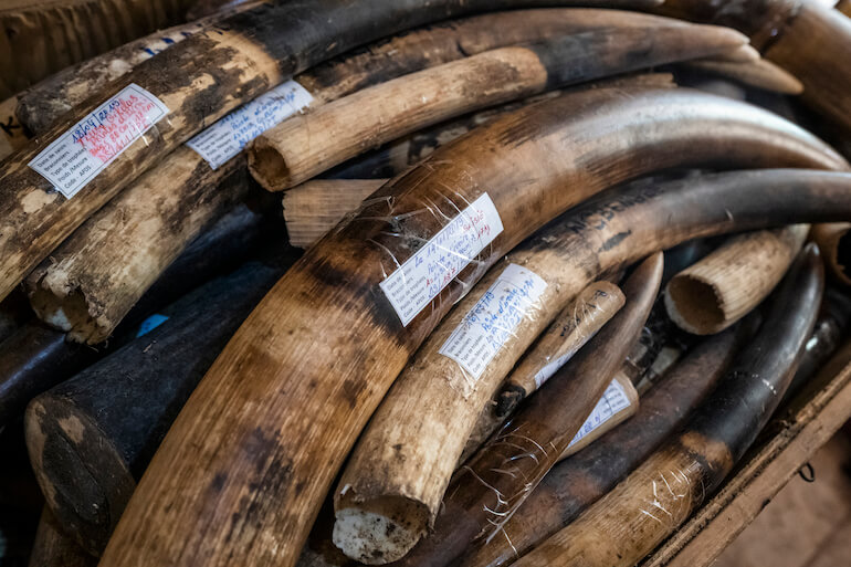 Giornata mondiale dell’elefante Giornata mondiale dell’elefante