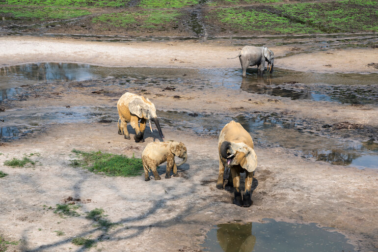 Giornata mondiale dell’elefante Giornata mondiale dell’elefante