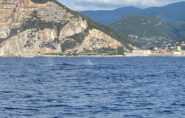 cetacei in Liguria cetacei in Liguria