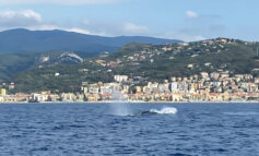 Cetacei in Liguria: un anno di avvistamenti frequenti e rilevanti