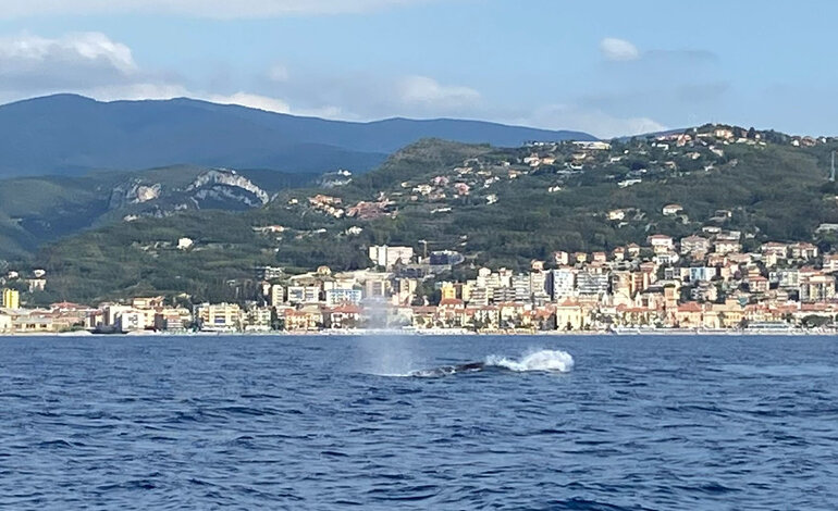 Cetacei in Liguria: un anno di avvistamenti frequenti e rilevanti