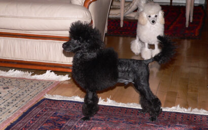 Il Barbone Toy, cane nobile dal portamento elegante e fiero
