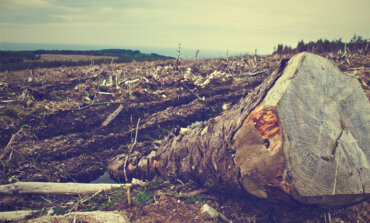 Una legge europea per fermare la deforestazione “importata” con beni e risorse