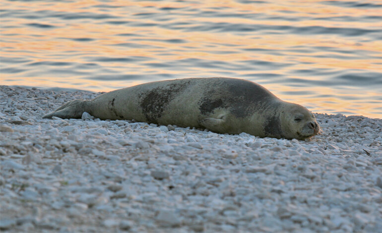 Le eccezionali immagini video della foca monaca a Capraia