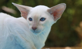 Foreign White: il gatto bianco candido dal pelo corto e con gli occhi azzurri