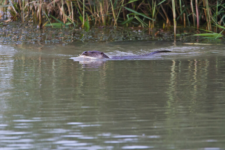 lontra lontra